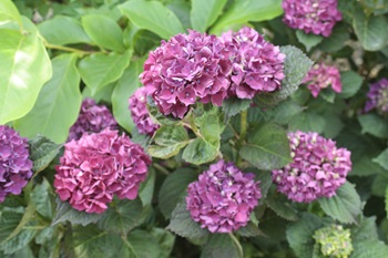 Hydrangeamacr