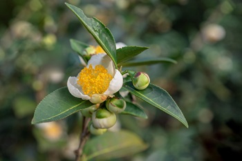 KvajovnkCameliasinensis