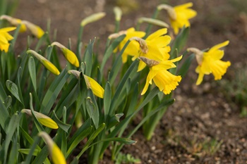 narciskybotanic25