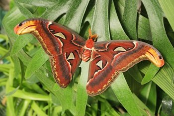 Attacus atlas 101