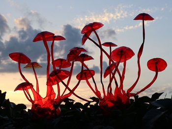 VeronikchterováMichaihl