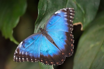 morpheleidesdarin