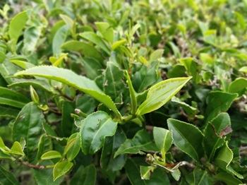 botanickacaj24