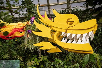 botanickaorchi