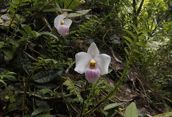 botanickarybkova1