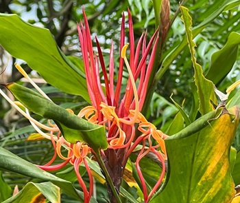 botanickazahr24