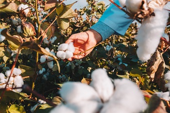 cottonAGENTURANEJ