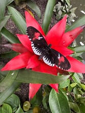 liberecmotyl21