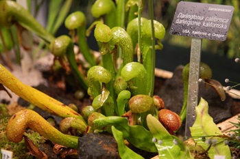 masozravkybotanzahr