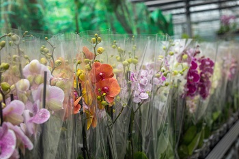orchidejedarina23